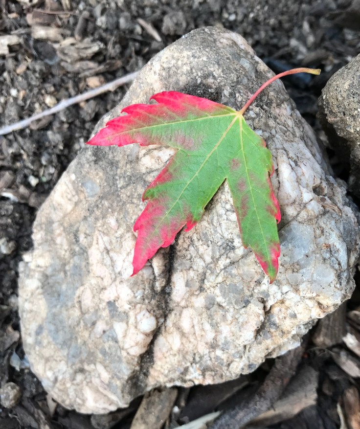 67507A9F-A123-469D-AE64-4560DF579A81