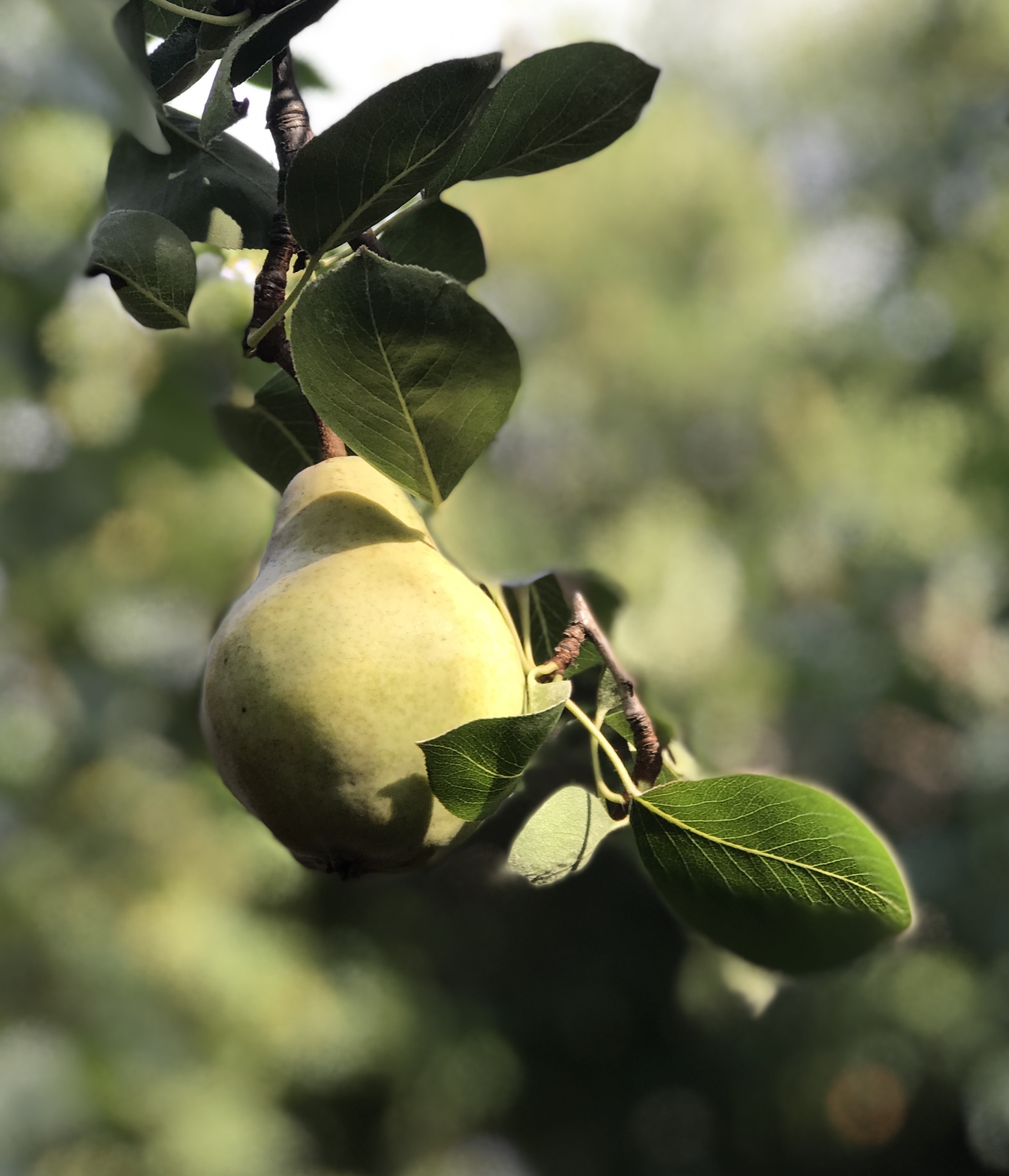 EF1ECC6B-02D3-4D82-A052-11214BAC0AEF