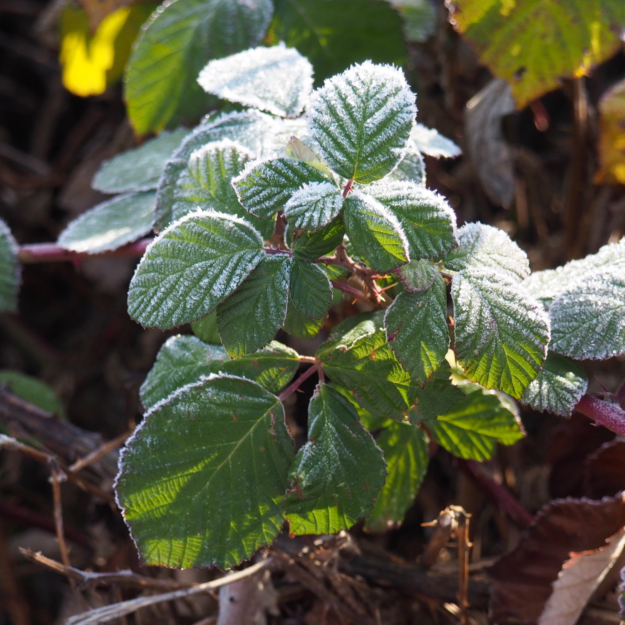 OLYMPUS DIGITAL CAMERA