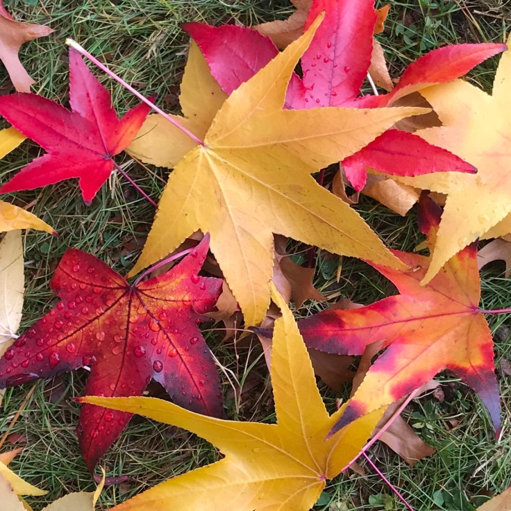 BC096079-F71D-4914-8465-50D33AD81DE3