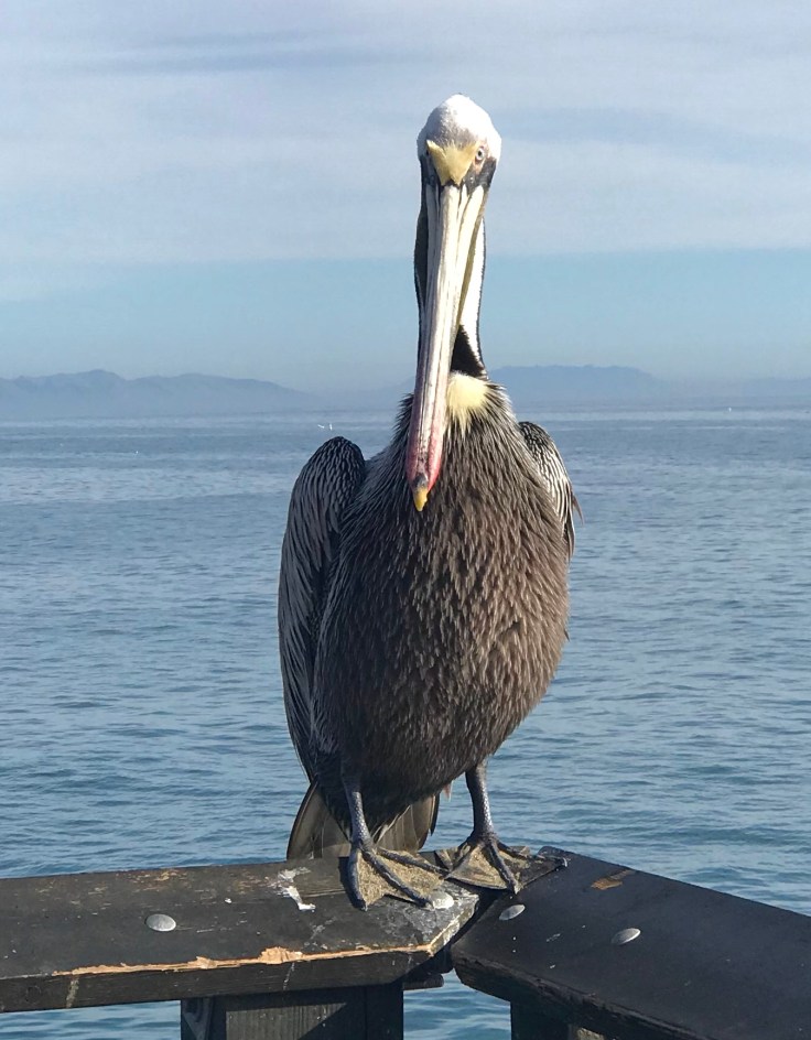 BDE78623-B33A-48FF-8000-C8F7BC959A01